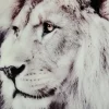 Lion Tavla 60x90cm